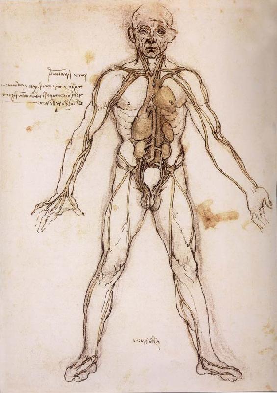 LEONARDO da Vinci You branching of the Blutgefabe, anatomical figure with heart kidneys and Blutgefaben Germany oil painting art